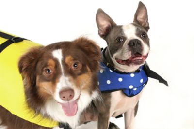 Seachoice DV-L-86340 Dog Life Vest - Yellow, Lg
